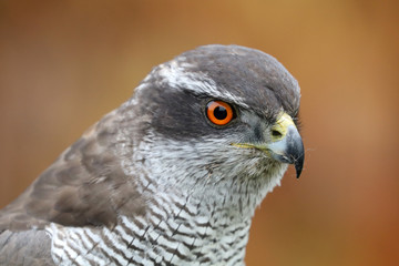 Accipiter gentilis