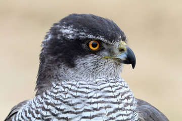 Accipiter gentilis