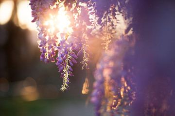 Beautiful wisteria flowers are blooming in spring on the sunset - obrazy, fototapety, plakaty