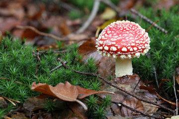 Mushroom
