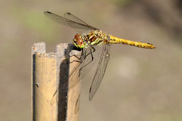 Darter