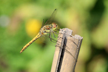 Darter