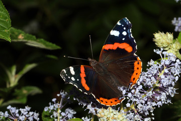 Fototapeta na wymiar Atalanta butterfly