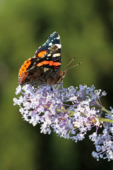 Atalanta butterfly