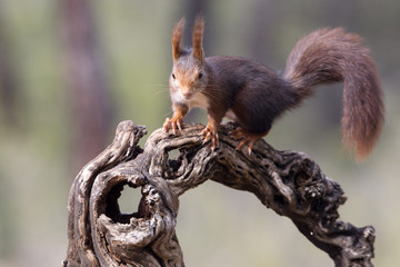 Red Squirrel. Sciurus vulgaris