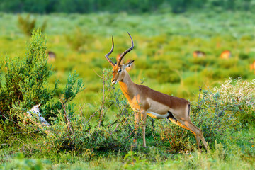 Male impala scent marks a nearby branch to establish its territory. Aepyceros melampus