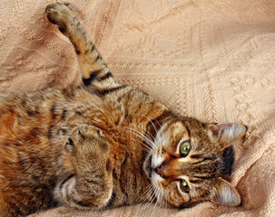 Funny looking cat lying on a blanket