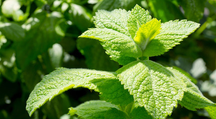 Close up green peppermint leaves.