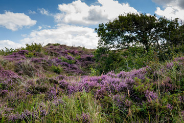 Flowering heather