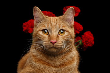 Close-up Portrait of Ginger Cat Brought Flower as a gift and holds carnations behind back isolated on black background, front view