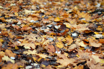 autumn