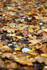 autumn