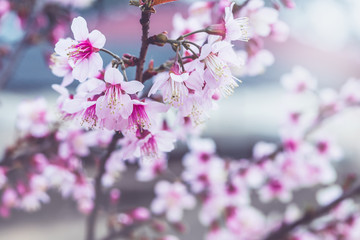 Fototapeta premium background nature Flower Valentine Prunus cerasoides