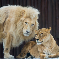 Loving couple lionsat rest