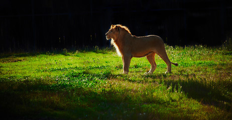 Lion prideful staying on green grass, back-light