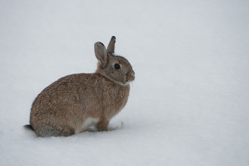 Rabbit in snow - obrazy, fototapety, plakaty