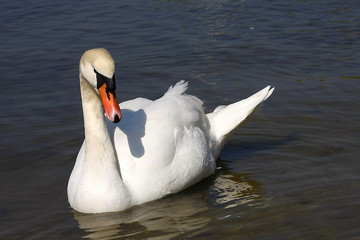 Schwan 