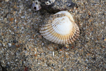 Coquillage