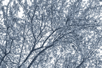 background nature Flower Valentine Prunus cerasoides