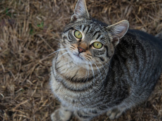 Obraz premium Cat from Rupite. It is best known as the place where the Bulgarian prophet Baba Vanga lived and was buried. January, 2017