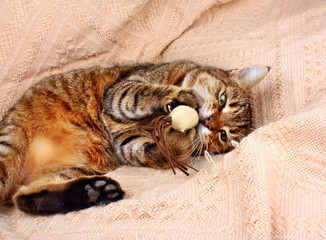 Funny, beautiful cat playing with the mouse