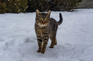 Cat from Rupite. It is best known as the place where the Bulgarian prophet Baba Vanga lived and was buried. January, 2017