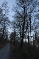 Strada nel bosco d'iverno