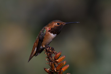 Allen's hummingbird