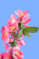 Obraz premium blooming branch of cherry