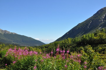 Mountain valley with summer flowers, space for titles