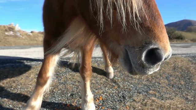 Pony muzzle landscape blue sky