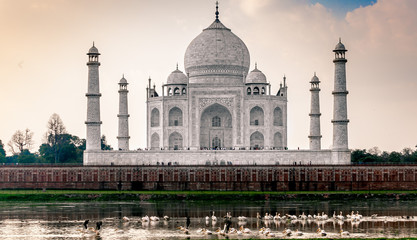 Fototapeta na wymiar Very Beautiful and rare view of Taj Mahal of Agra in early morning with Pelicans swimming in Yamuna river