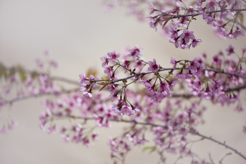 background nature Flower Valentine Prunus cerasoides