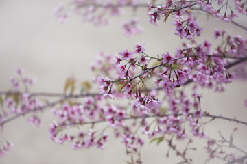 background nature Flower Valentine Prunus cerasoides