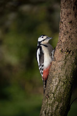 Great Spotted Woodpecker