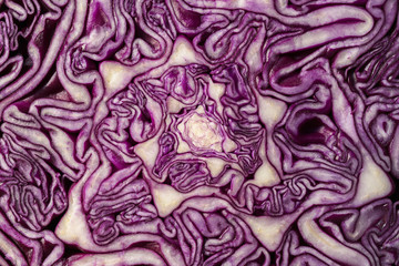 Obraz premium Macro red cabbage detail the background color