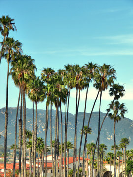 Sunny palm group in Santa Barbara, California