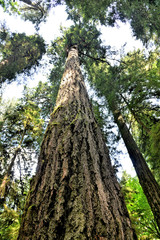 G&eacute;ant parmi les g&eacute;ants