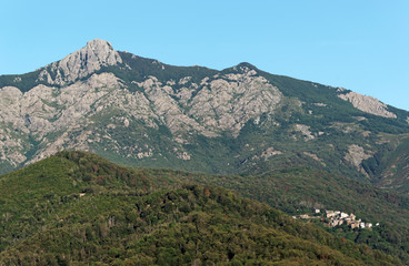 Naklejka premium forêt de chataigniers en haute corse