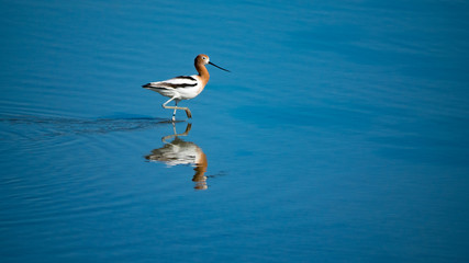 American Avocet: Waiting for you