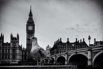 Fototapeta na wymiar A pigeon and the house of parliament, westminster, london