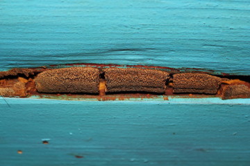 Naklejka premium fungal mold on old spruce planks