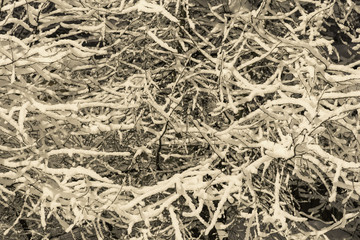 Branch of tree covered with a thick layer of snow, night shot