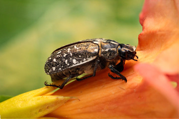 Trauerrosenkäfer auf Blüte, Natur