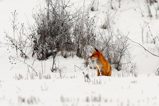 Red Fox On Snow