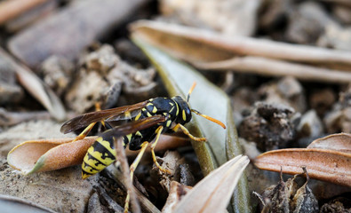 Wespe auf dem Boden, Natur, Deutschland