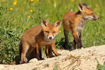 curious fox cub looking at the camera