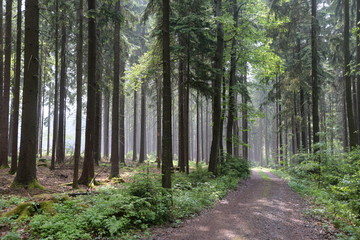 Fototapeta na wymiar Nebel in einem Wald