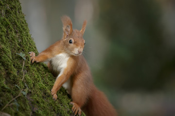 Naklejka na ściany i meble Red squirrel on a tree trunk
