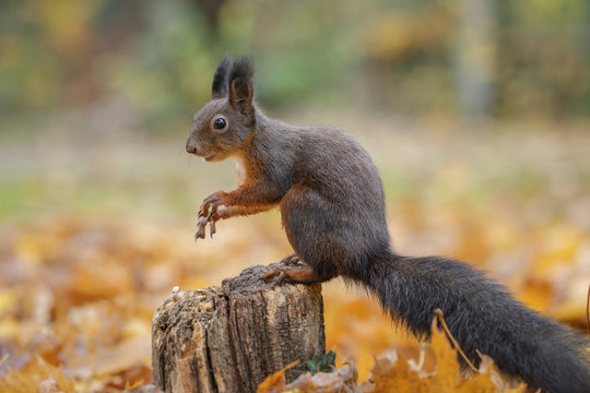 Red squirrel just sitting in radiant forest colours